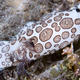 Illustration for article titled Striking Photographs Of Sea Slugs Expose The Alien World Under the Sea